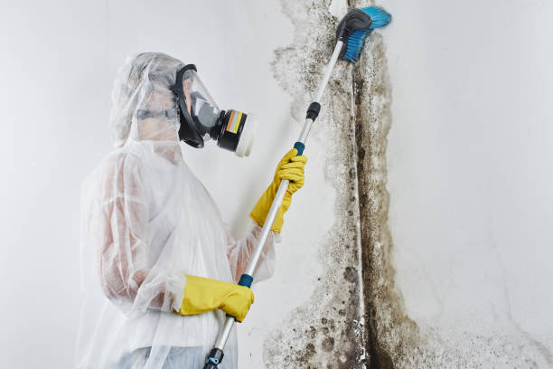 Best Certified Mold Removal  in Oneida, NY