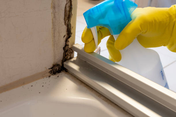 Best Local Mold Removal Service  in Oneida, NY