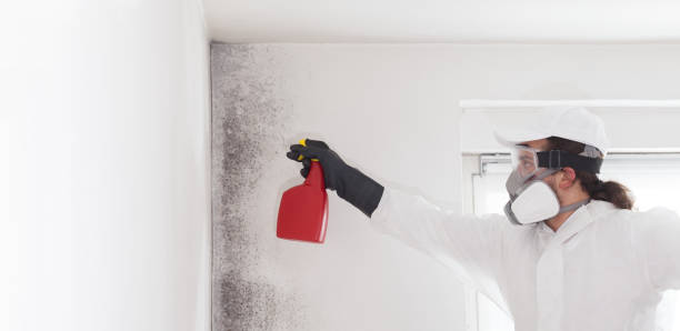 Best Mold Damage Repair  in Oneida, NY