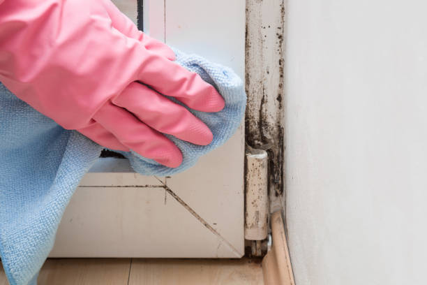 Best Black Mold Removal  in Oneida, NY