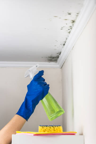 Best Certified Mold Removal  in Oneida, NY