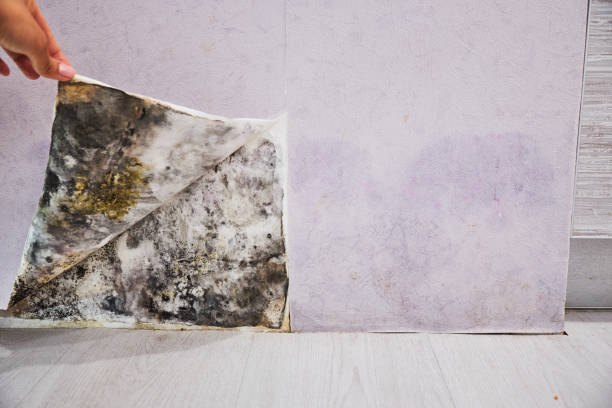 Best Mold Remediation Services  in Oneida, NY